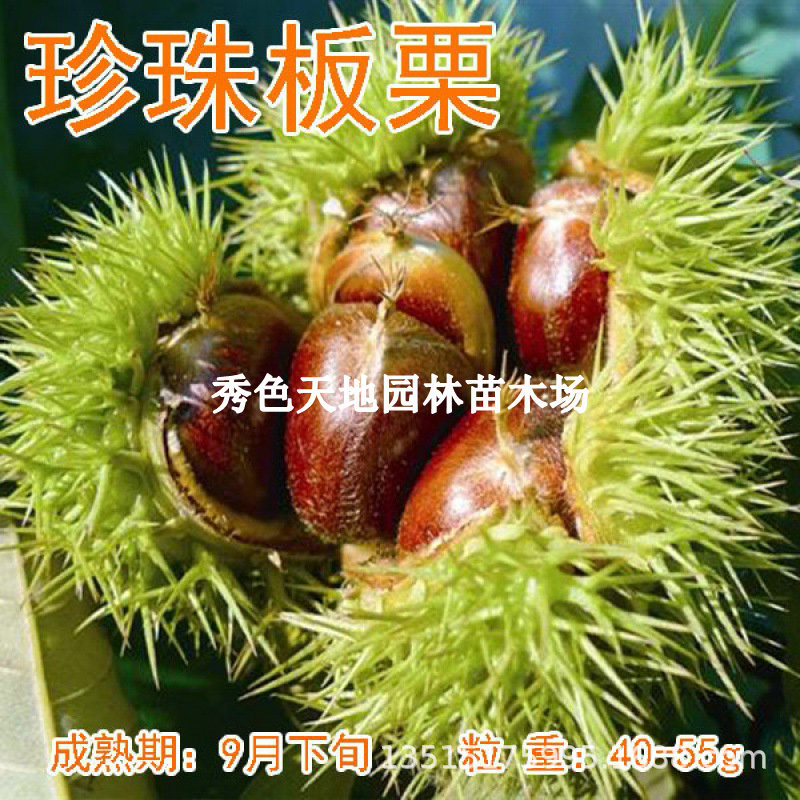 珍珠油板栗树苗小油栗子树苗嫁接板栗树果苗南方北方种植当年结果