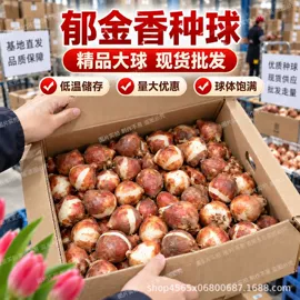 种子;草种子;盆栽