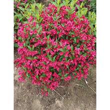 �\���������ӾG�h�ͺ�����ͥԺ�t�L������ߗU�\������\�������