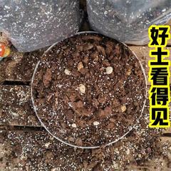 天南星科土竜鱗春羽亀背竹海芋秋海棠蔓緑毛キャンドル栄養土栽培土