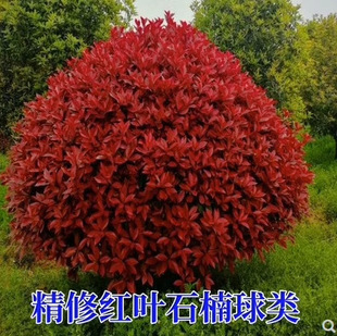 Dropshipping Red Leaf Hawthorn Ball Seedlings, Evergreen Florals and Garden Seedlings, Cold-Resistant Plant Potted Red Robin Stone