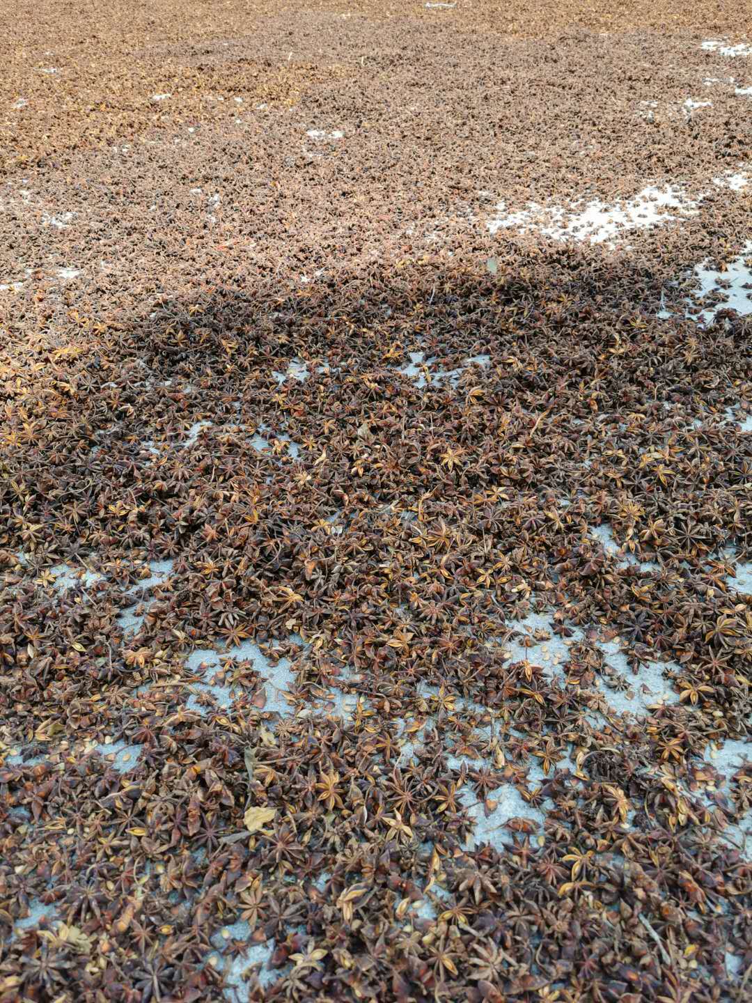 Whole Star Anise Da Hui Xiang Dried Illicium verum Fruit Culinary Spice 500g specifications