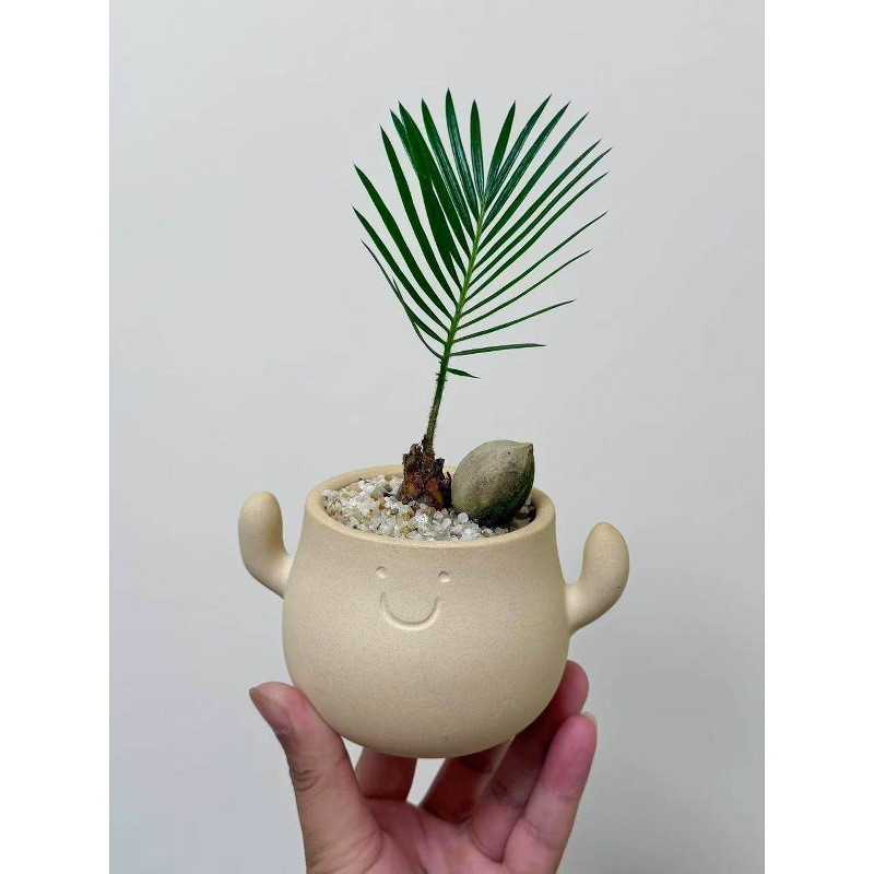 Potted Indoor Drought-Resistant Green Plants and Flowers for Living Room Tabletop, Ins-Style, Evergreen, Low-Maintenance Small Plants, Smiley Face Potted Plants