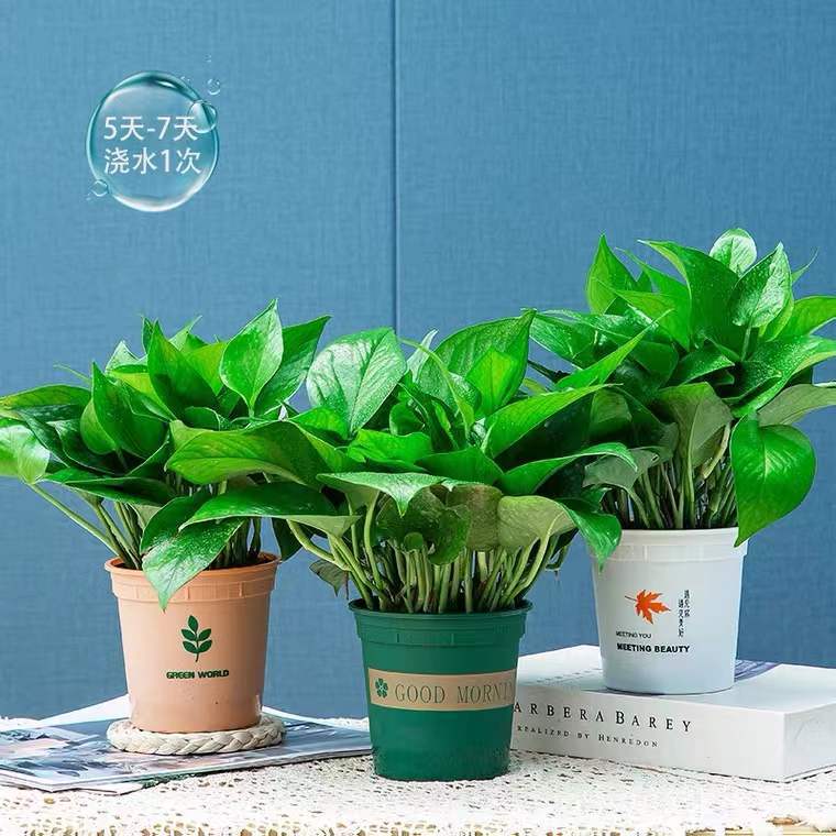 绿萝植物大量批发室内水培绿萝苗水培花卉四季常绿吸除办公室盆栽