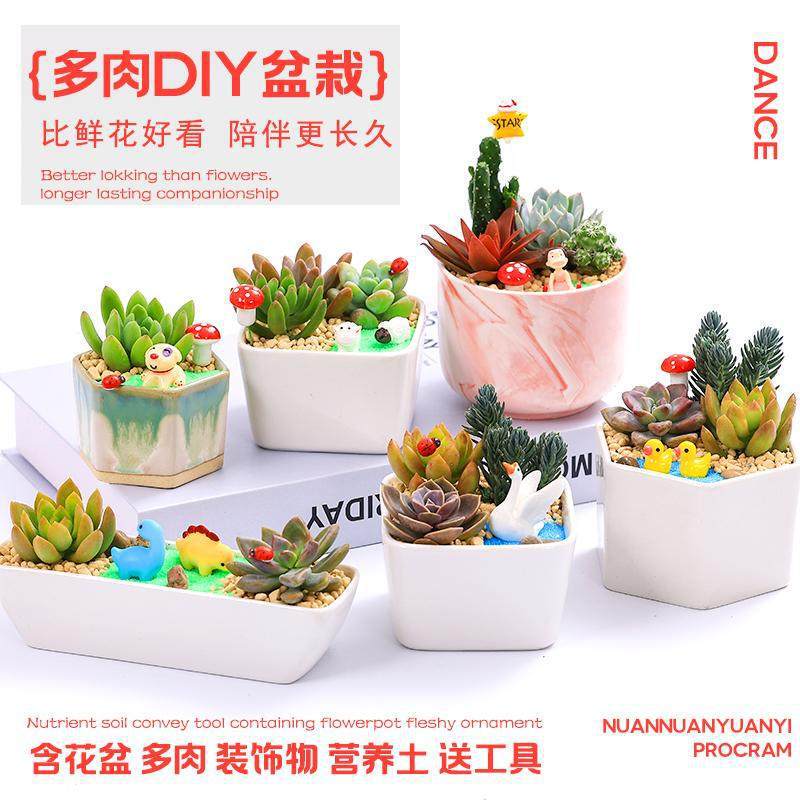 Succulent Plant Combination DIY Micro-Landscape Material Package Set with White Ceramic Flower Pots for Company Club Activities Succulent Potted Plants Succulent Plant Combination DIY Micro-Landscape Material Package Set with White Ceramic Flower Pots for Company Club Activities Succulent Potted Plants