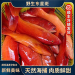 菲律宾野生东星斑新鲜冷冻红斑红星斑酒楼餐厅直供商用供应海鲜