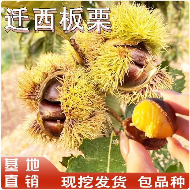 迁西板栗苗嫁接种植早熟板栗苗南北方庭院地栽盆栽矮化苗当年结果