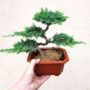 ӭ�����辰���������ɘ�ذ����ͺ��k���҃�ͥԺ���^�Gֲ�ļ�����