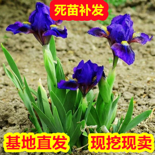һ�����lˮ������ˮ��ֲ�����������Sβ����ͦˮֲ�����߅�쾰�G