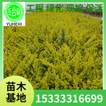 ���~ˮϞ �|�� ���~ˮϞ ������ˮϞ ˮϞ�� �G�hˮϞ ˮϞС��