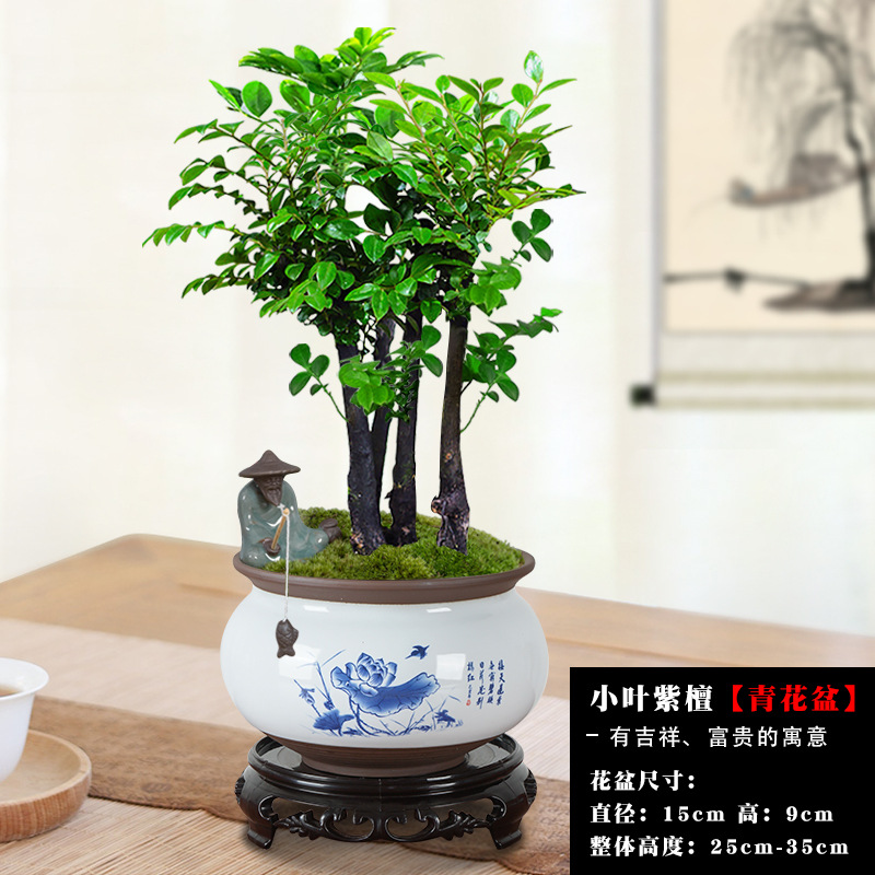 다수의 자단 + 중국의 정수 청백화 화분/무료 베이스 어부