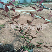 红叶榆叶梅容器杯苗东北耐寒红叶榆叶梅扦插小苗榆叶梅树球绿篱