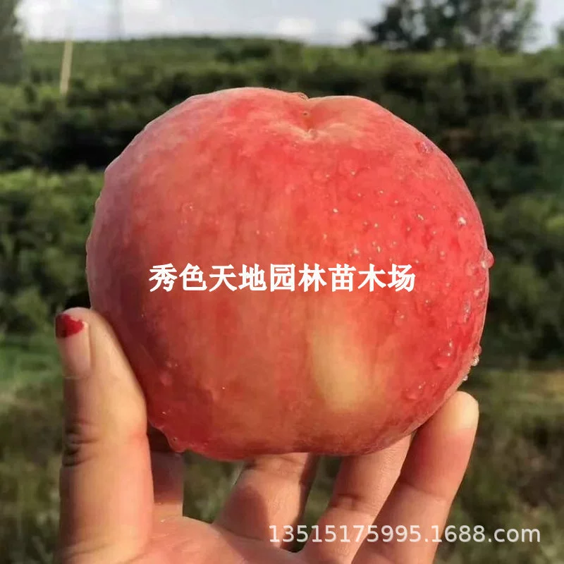 Персиковое дерево Фруктовая рассада Привитые Орел Персик Сеянка Очень большие зимние Персиковое дерево Желтый персик Flat Peach Tree Seeding