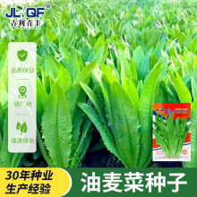甜脆油麦菜种清香油麦菜籽四季播种盆栽庭院菜园蔬菜籽高产种