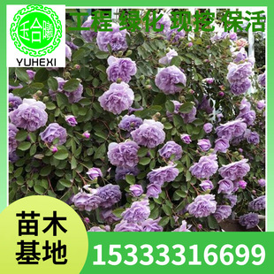 Blue Rainy Vine Rose Flower Rose Flower Strong Fragrance Climbing Plant Courtyard Four-Season Flower Potted Flower