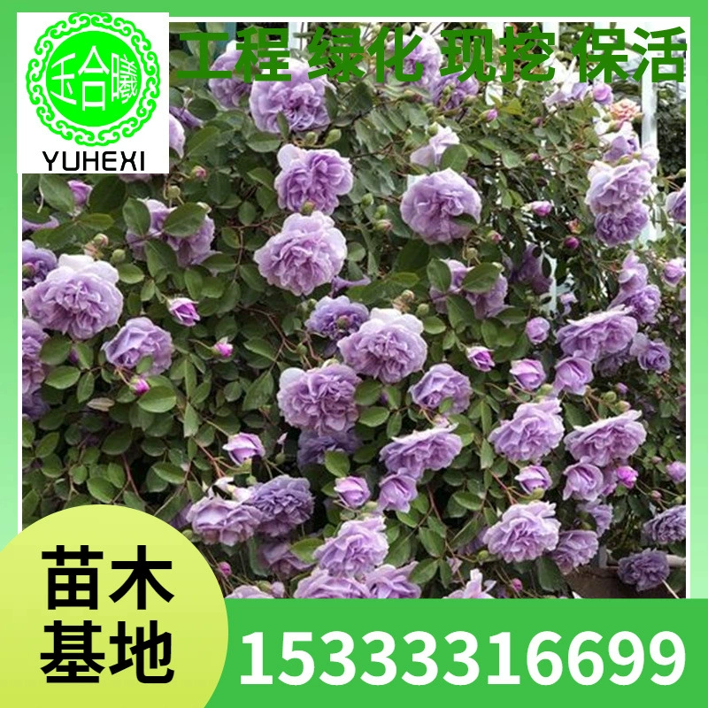 Синяя дождливая виноградная лоза, роза, цветок розы, сильный аромат, вьющееся растение, двор, четырехсезонный цветок, цветок в горшке