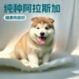 阿拉斯加纯种大型活体工作犬