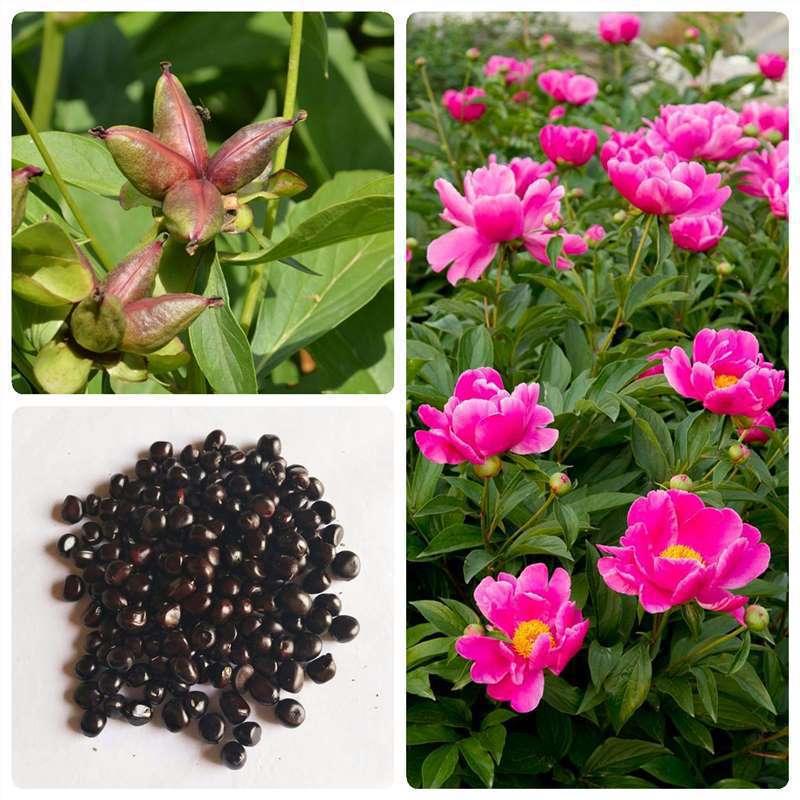 草花种子芍药种子四季花卉盆栽庭院种植赛牡丹重瓣白芍药花种籽