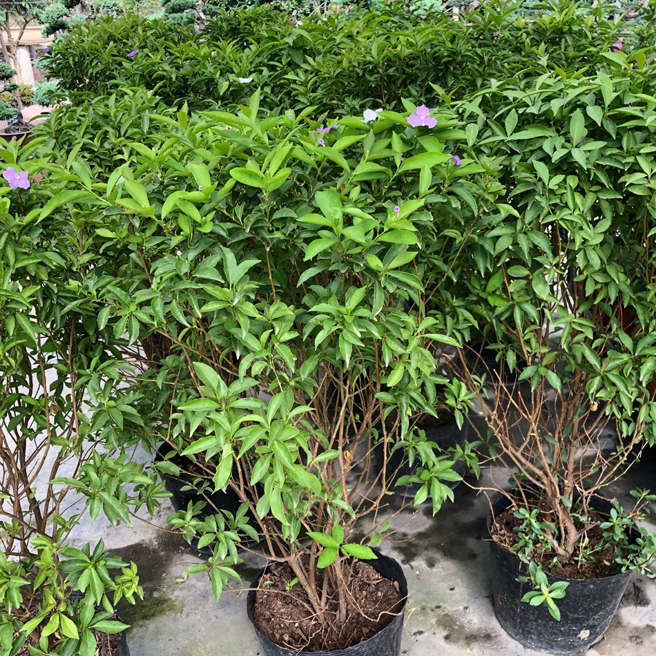 Двухцветный Жасмин цветок в горшке зеленое растение Мандарин Жасмин длиннолистный Мандариновая утка Жасмин двухцветный Жасмин Зеленая рассада