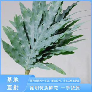 Blue Star Fern Yunnan Chenggong Flower Market Flower Wholesale Guanzhong Fern Blue Star Nine Dragon Bone Net Red Leaf Wedding Flower Arrangement