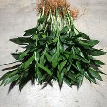 新鲜绿植基地直销室内花卉有根富贵竹好养盆栽可水培土栽净化空气