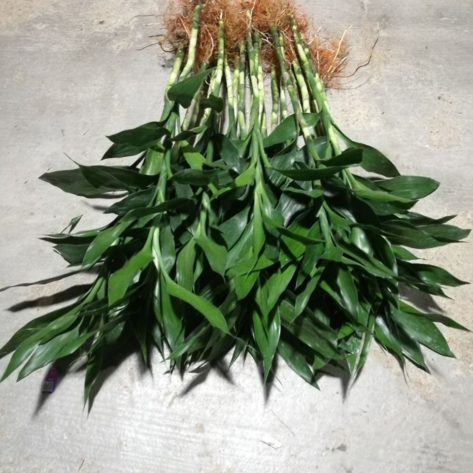 新鲜绿植基地直销室内花卉有根富贵竹好养盆栽可水培土栽净化空气