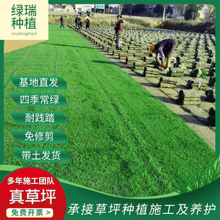 Lawn Base Green Lawn Golf Course Courtyard Sand Culture Green Lawn Turf Real Grass Carpet Wholesale