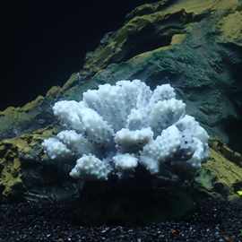 东莞工厂批发鱼缸造景装水族饰品仿真珊瑚假水草塑胶用品荧光装饰