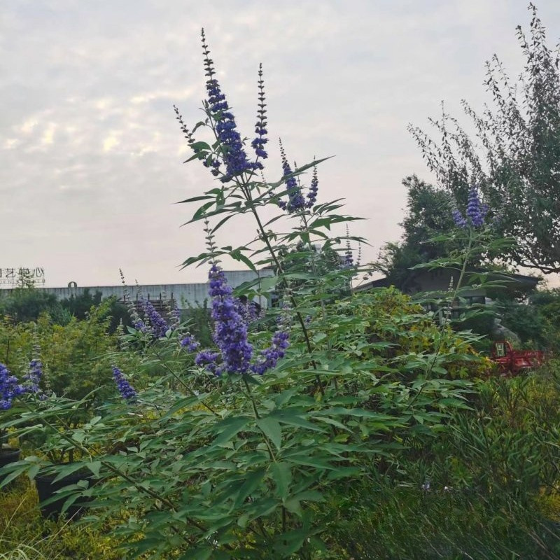 穗花牡荆 (1).jpg