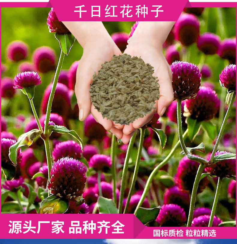 花种情页1_04.jpg