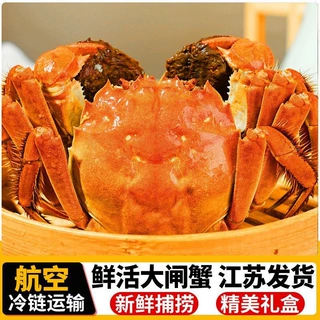 现捕螃蟹鲜活大闸蟹鲜活螃蟹江苏公母蟹代理批发冷链代发礼盒包邮