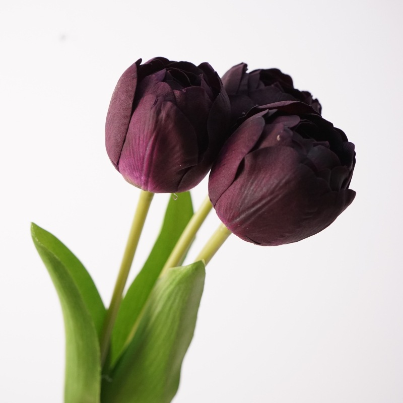 Touch Camellia Tulip - Púrpura Negro