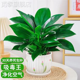 �G������������҃�ֲ��G�}�jˮ��Gֲ�����k��������˻��ܺ��B