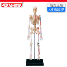 4D Master����ģ������ṹҽѧ��ѧ�̾߿ɲ�ж���ʹ���չʾ