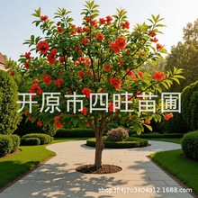 2026耐寒红叶海棠树 富贵王子海棠 3-5公分树苗接穗产地