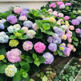 Hydrangea Seeds, Hydrangea Flower Seeds, Sowing Seeds in All Seasons, Blooming All Year Round, Easy-To-Live Outdoor Flower Seeds for the Courtyard
