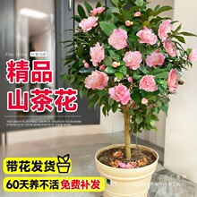 ɽ軨Ԙ玧҃ͥԺFļ_ֲB