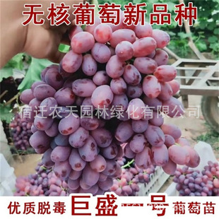 ����������ľ  �����ʢһ̖���ѷN��  ��õ�������� �����t��