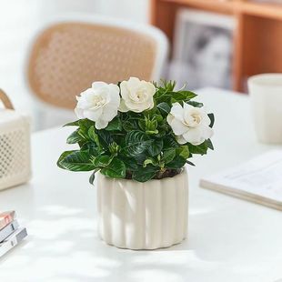 Fragrant Gardenia Potted Plant Office Living Room Desktop Green Plant Flower Beautifies the Air and Is Easy to Feed for Lazy People