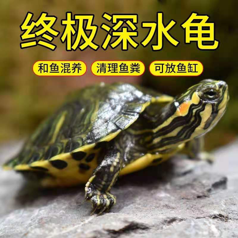 外塘黄耳巴西龟大小黄耳巴西龟苗深水黄耳杂食龟小乌龟观赏龟批发|ms
