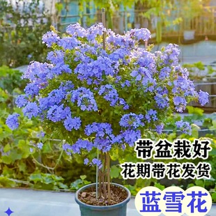 �{ѩ�����Ի��ܴ������_���̨���@�^�p����ֲ���͟����B���ѩ��