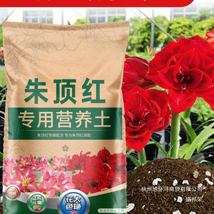 �N��피t���I�B������N�������������������Nֲ��ֲ��ˮ��������