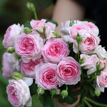 �¼����纣�����ش󻨹�֭�̨ͥԺ��zȸ���ܹ�ľ����õ�厧����