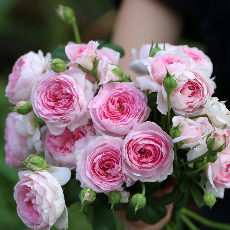 月季花苗海神王特大花果汁阳台庭院金丝雀花卉灌木盆栽玫瑰带花苞