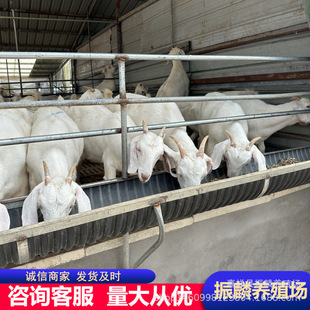 �F�ڰ�ɽ������l����һֻ  ����������ɽ��ĸ��