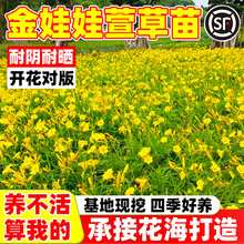 ����ݻ����ļ������_���ͺ�����������Խ����޵ر�ֲ�����n��