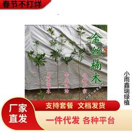 一件代发四大名贵苗木黄花梨四川金丝楠木树苗珍稀植物沉香小叶紫