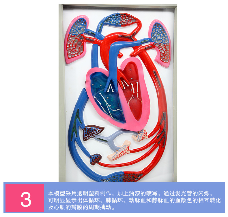 QH3323心搏与血液循环模型_07.jpg