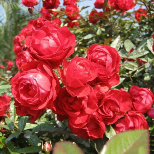 Variety of Rose Trees, Large-Flowered Roses, High Survival Rate, Red Hat Rose Seedlings, 30-40 High Red Hat Roses