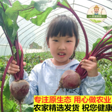 2023无农残新鲜甜菜根现挖发货甜菜头甜菜红菜头纯红多汁5斤